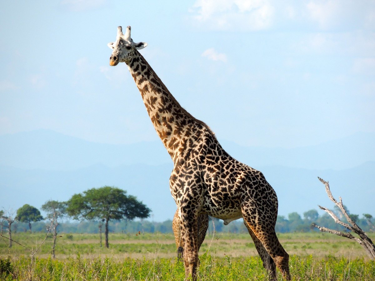 Africa